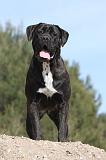 CANE CORSO 430